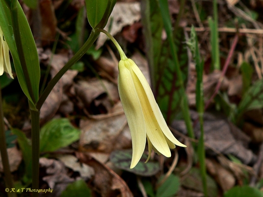 {Uvularia puberula}
